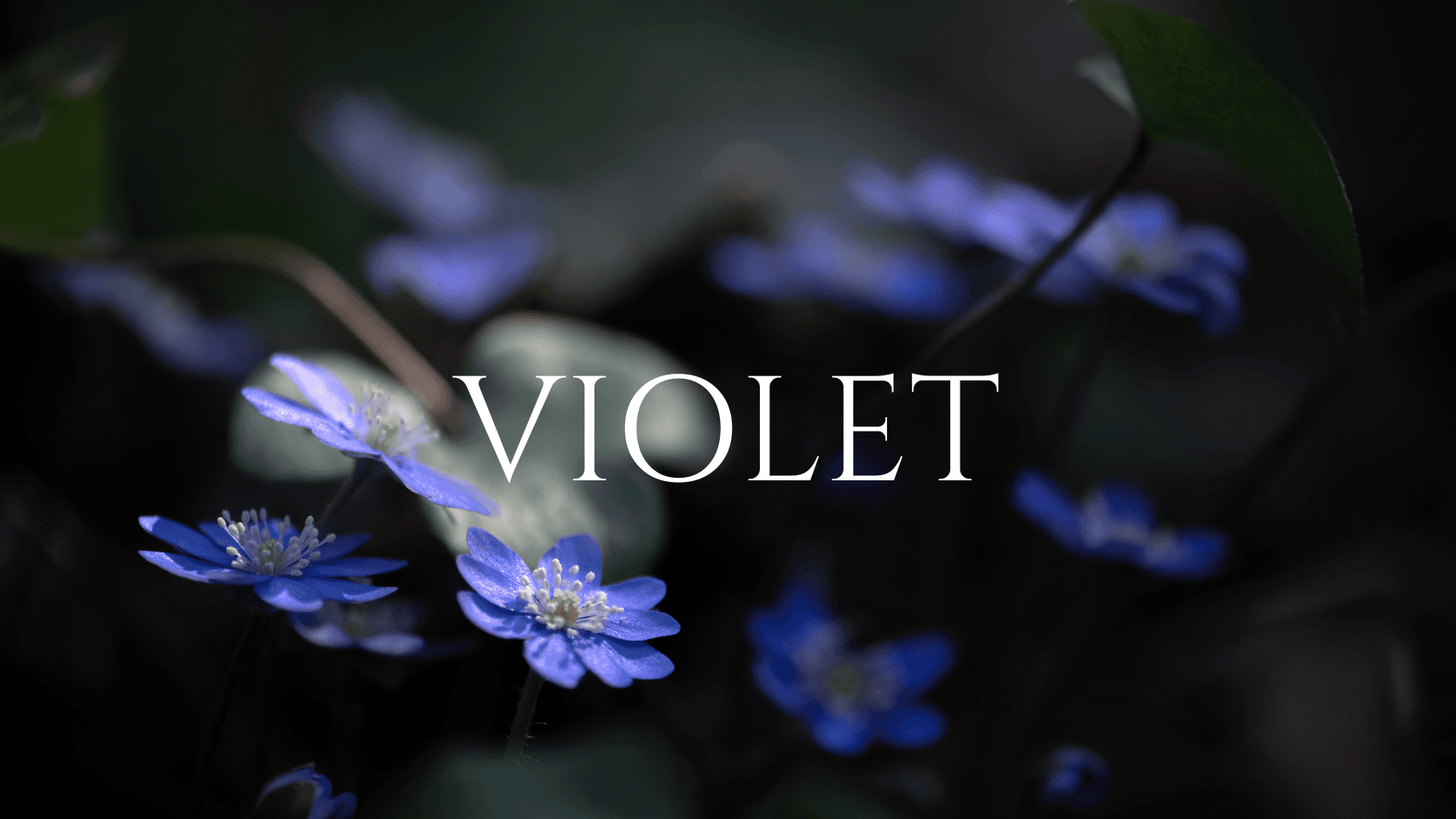 Violet Spa Day Package