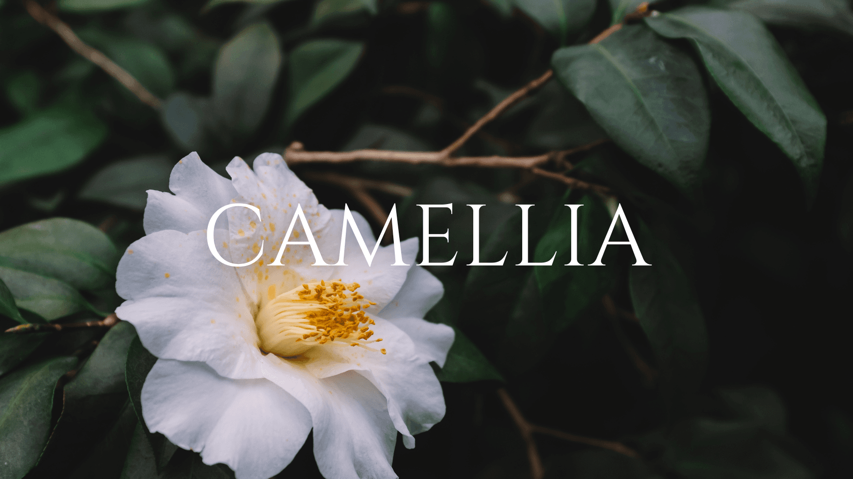 Camellia Spa Day Package